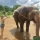 PLAYING WITH ELEPHANTS - THAILAND